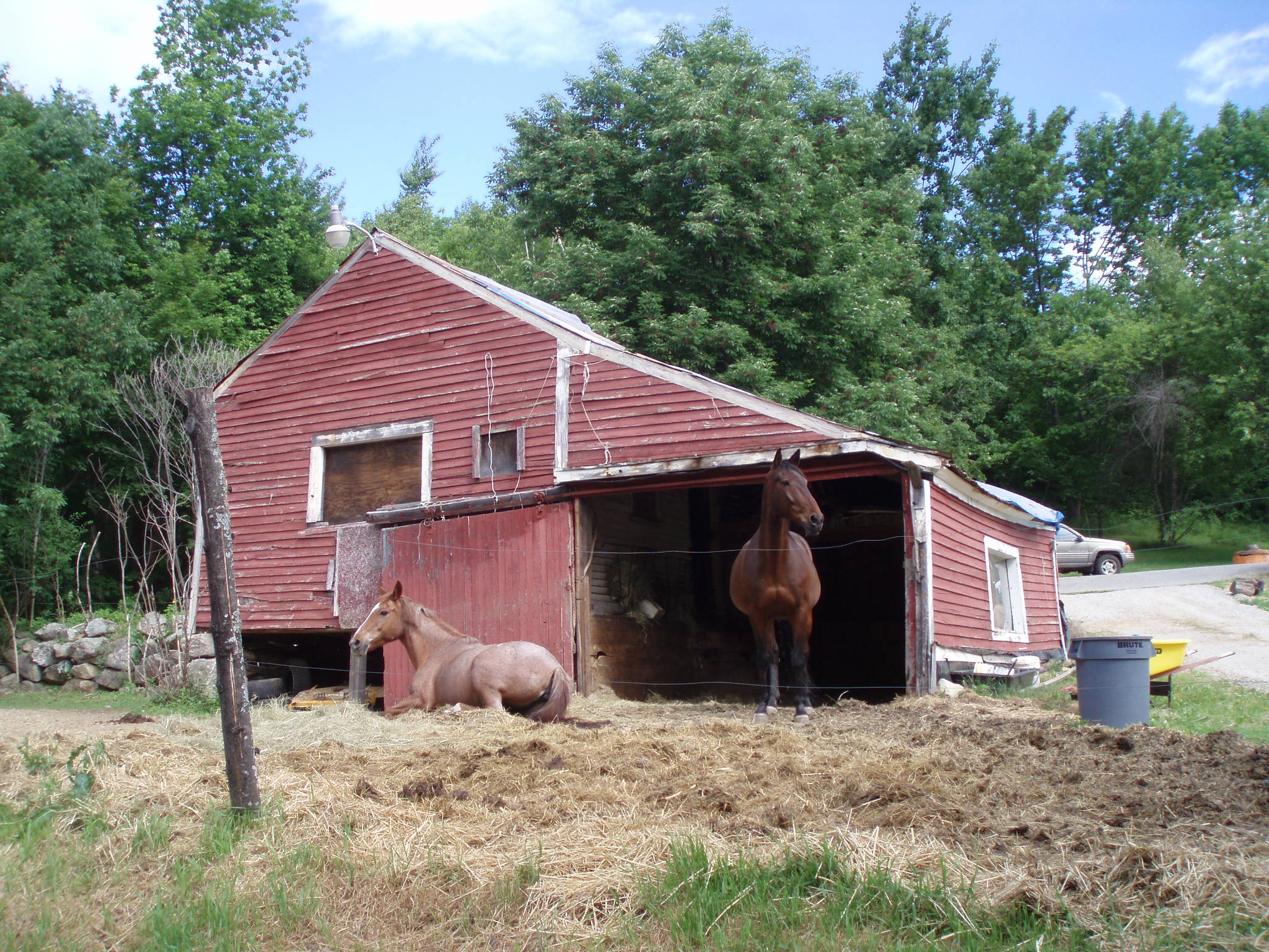 two beautiful horses seen during our long distance bike tour